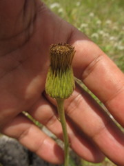 Stenachaenium megapotamicum