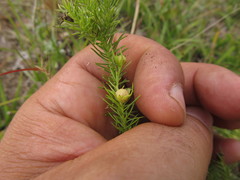 Cliococca selaginoides