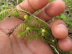 Cliococca selaginoides
