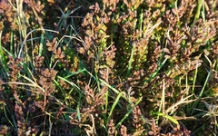 Calluna vulgaris