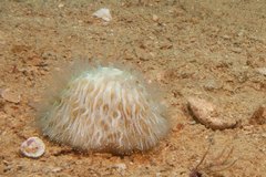 Cycloseris cyclolites