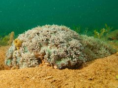 Catalaphyllia jardinei