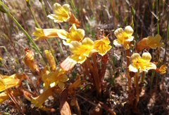 Aphyllon franciscanum