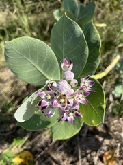 Calotropis procera