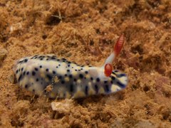 Hypselodoris infucata