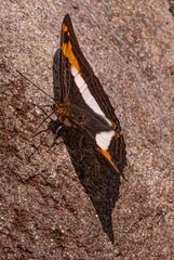 Adelpha iphiclus