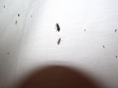 Placopterus thoracicus