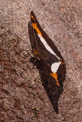 Adelpha iphiclus