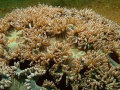 Catalaphyllia jardinei