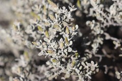Cratystylis conocephala