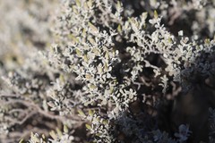 Cratystylis conocephala