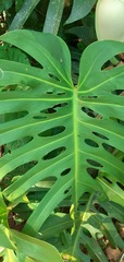 Monstera deliciosa