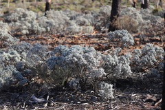 Cratystylis conocephala