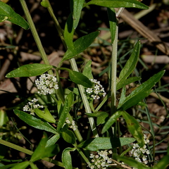 Apium prostratum prostratum