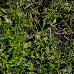 Apium prostratum prostratum