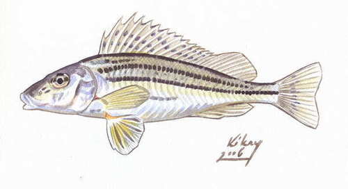 Striped Ruffe