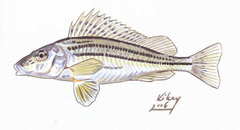 Striped Ruffe photo 3