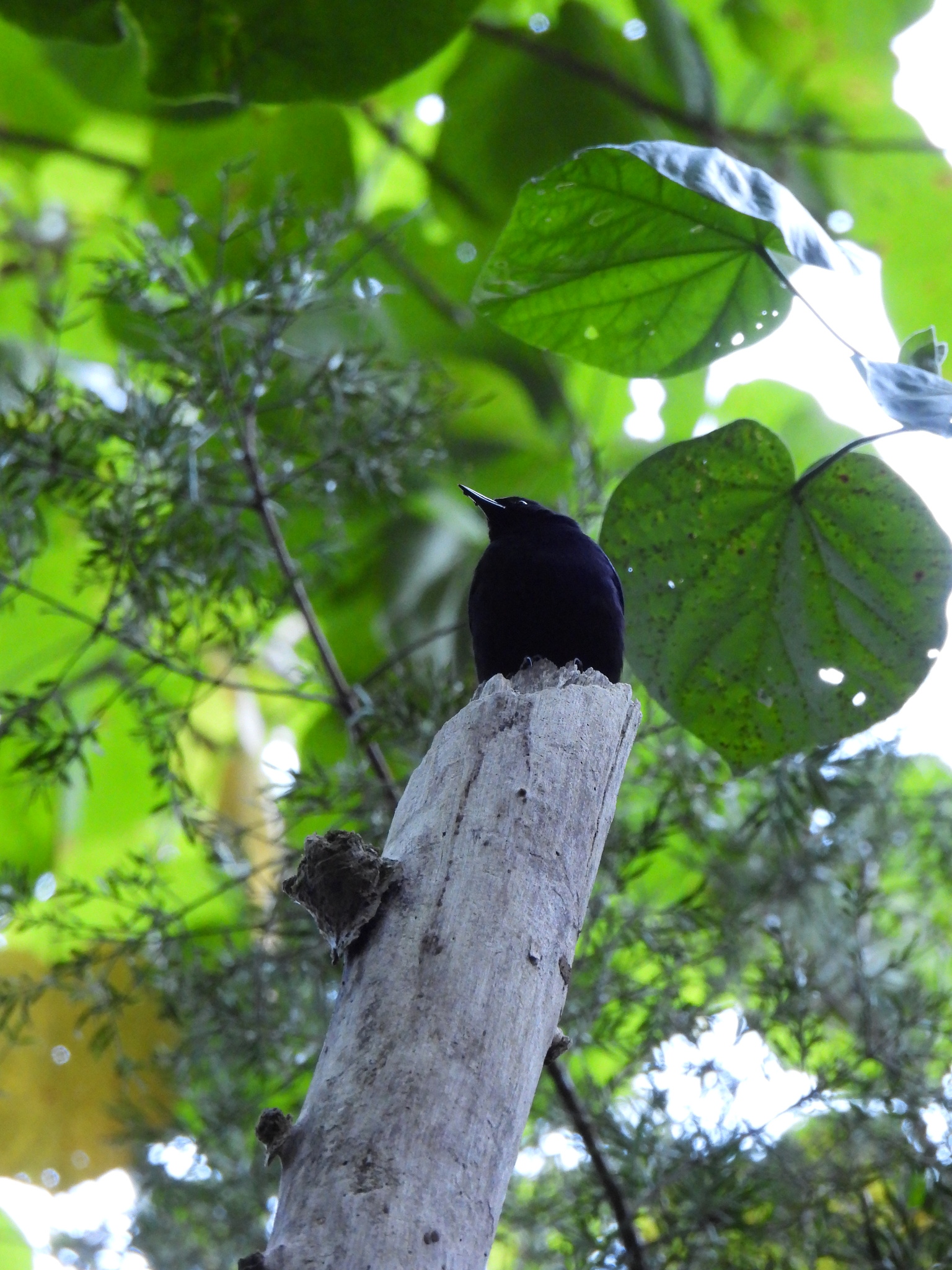 Jamaican Blackbird (Nesopsar nigerrimus), photo 5