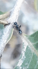Pseudomyrmex lynceus