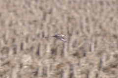 Lanius bucephalus