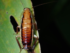 Drymaplaneta heydeniana
