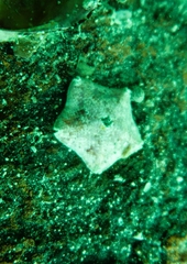 Meridiastra