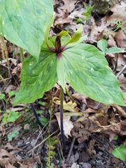 Trillium viridescens