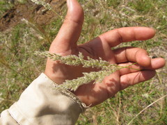 Leptocoryphium lanatum