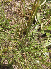Leptocoryphium lanatum
