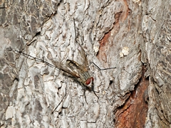 Rutilotrixa lateralis