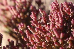 Tecticornia halocnemoides