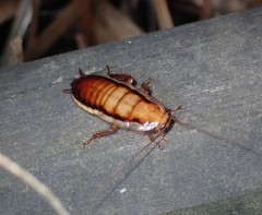 Drymaplaneta heydeniana