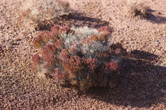 Tecticornia halocnemoides