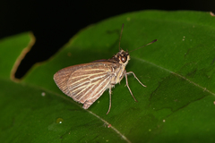 Callimormus radiola radiola