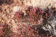 Tecticornia halocnemoides