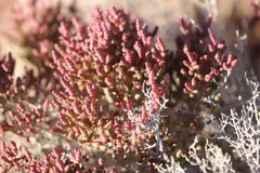 Tecticornia halocnemoides