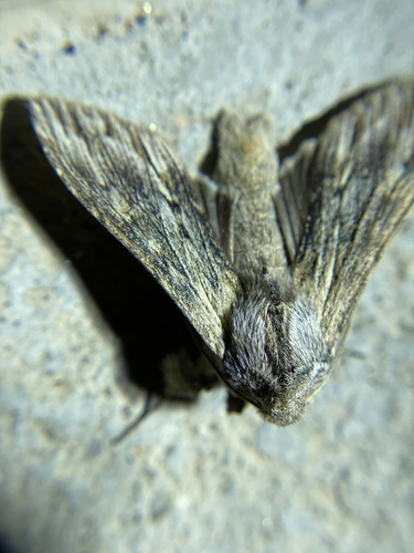 iNaturalist observation photo of Cucullia dammersi