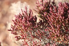 Tecticornia halocnemoides