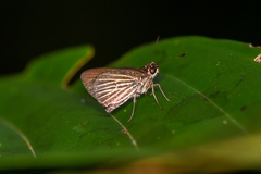 Callimormus radiola radiola