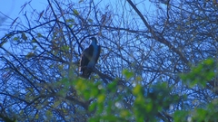 Pandion haliaetus