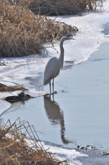 Ardea alba