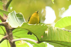 Chrysothlypis chrysomelas