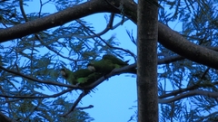 Psittacara strenuus