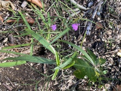Justicia periplocifolia