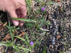 Justicia periplocifolia