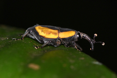 Cactophagus circumdatus