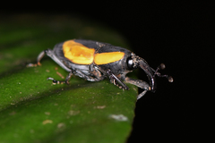 Cactophagus circumdatus