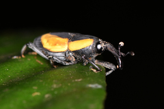 Cactophagus circumdatus