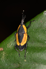 Cactophagus circumdatus