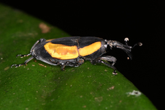 Cactophagus circumdatus